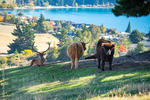 Highland Cattle in Deer Park Heights - Queenstown - New Zealand photo