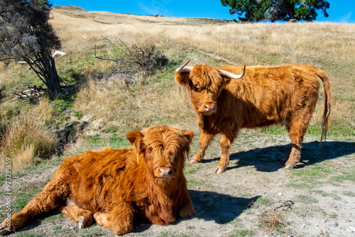 Highland Cattle in Deer Park Heights - Queenstown - New Zealand