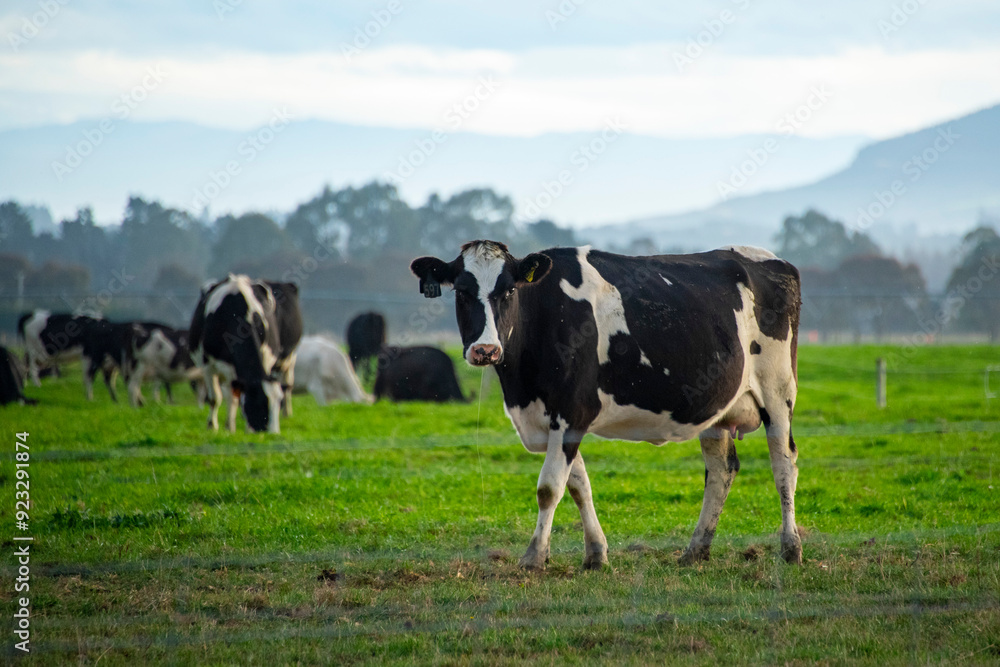 Cattle Pasture in Canterbury Region - New Zealand Cattle Pasture in Canterbury Region - New Zealand
