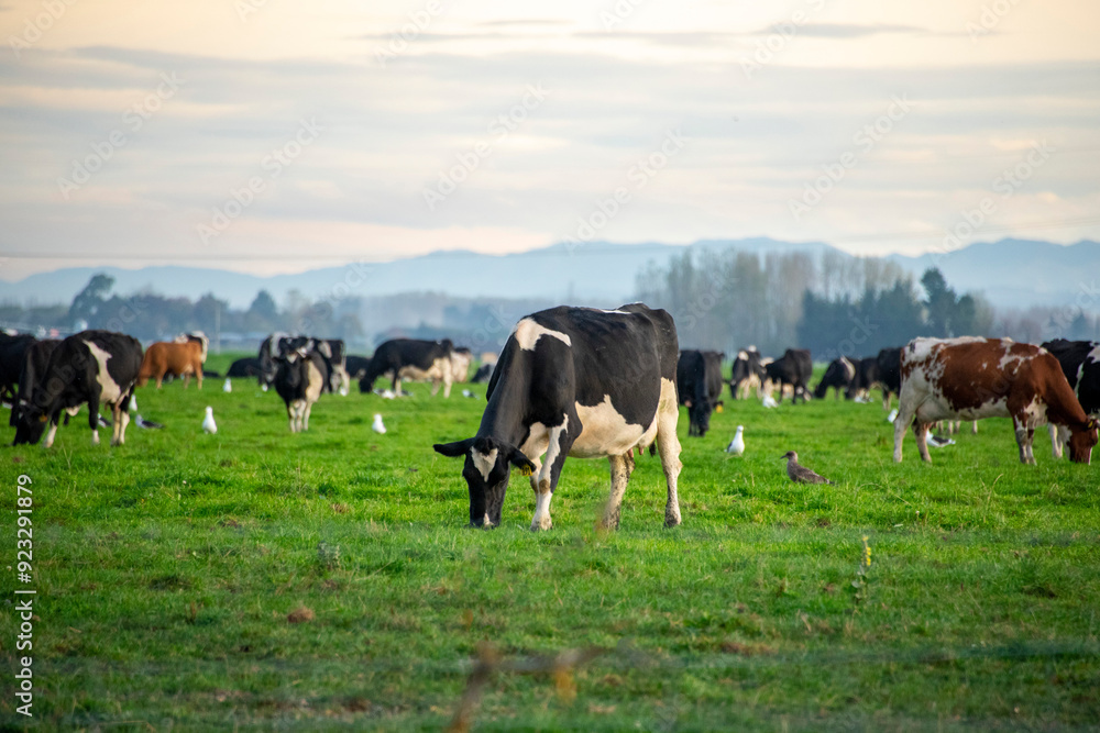 Cattle Pasture in Canterbury Region - New Zealand Cattle Pasture in Canterbury Region - New Zealand