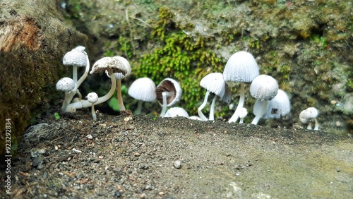 Photography Mushrooms on the ground