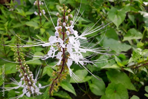 The purplish white cat's whisker flower (Orthosiphon aristatus) is an alternative traditional herbal medicine in asia  photo