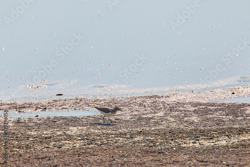 (Tringa stagnatilis) on a lake during the summer. photo