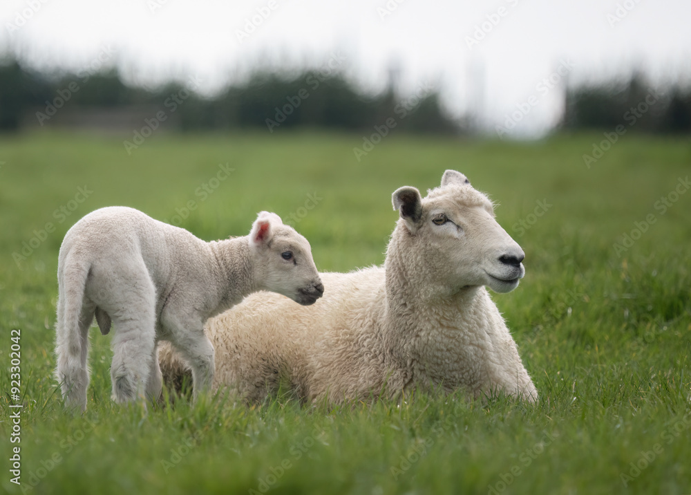 Cute baby lamb and mother. Auckland. Cute baby lamb and mother. Auckland.