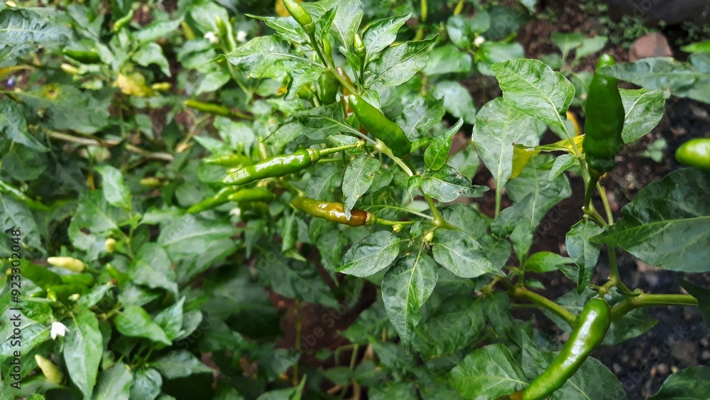 Obraz premium Harvesting green chili peppers