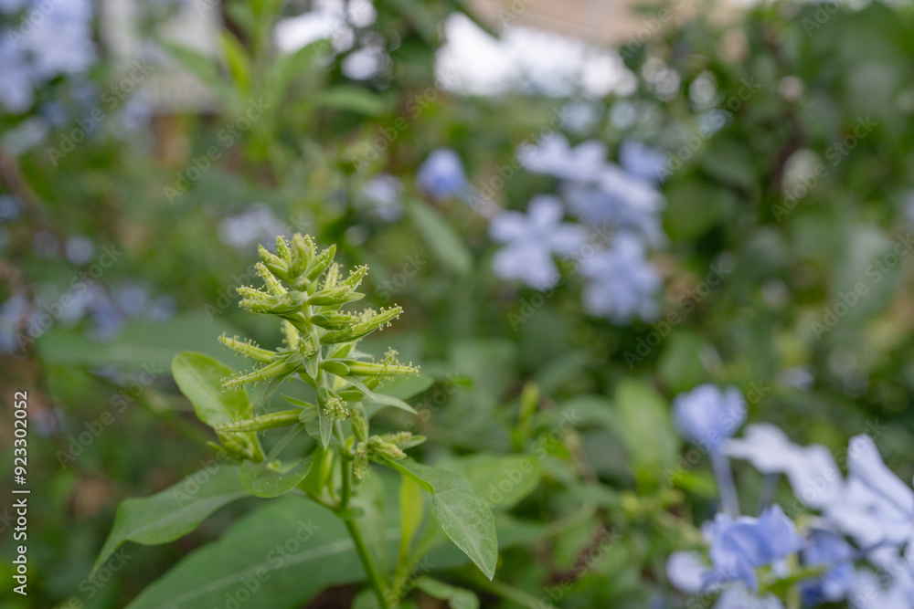 Plumbago auriculata (Cape Leadwort) violet flower blossom on the green garden. Photo is suitable to use for nature background, botanical poster and garden content media.