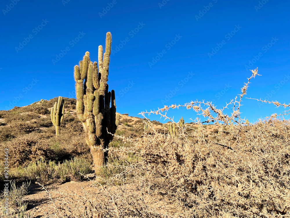 Giant cacti growing on the slopes of the Andes in Jujuy Province, Argentina Giant cacti growing on the slopes of the Andes in Jujuy Province, Argentina