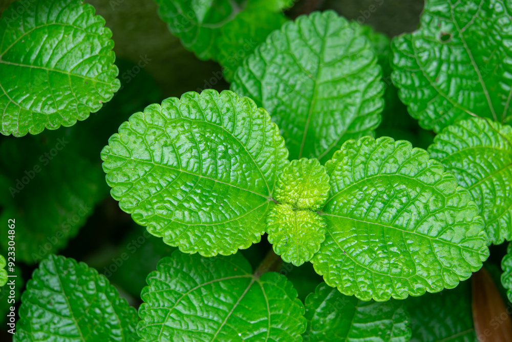 A bunch of green leaves with a few brown spots. The leaves are green and have a fresh, healthy appearance A bunch of green leaves with a few brown spots. The leaves are green and have a fresh, healthy appearance