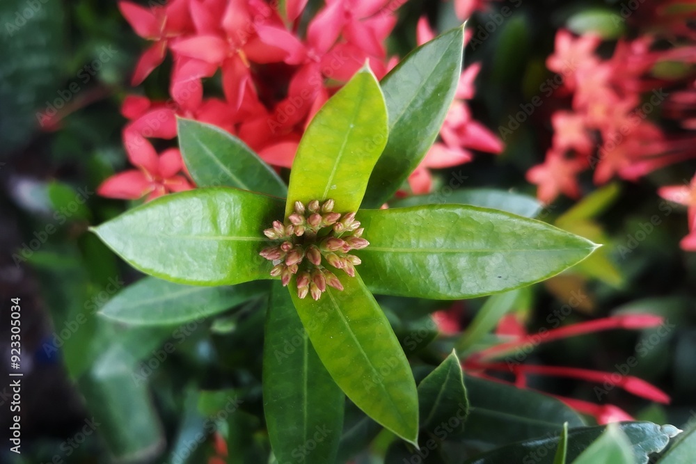 Ixora flower Blossoms bush green tree on nature background Ixora flower Blossoms bush green tree on nature background