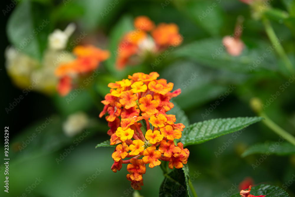 A bunch of orange flowers with yellow centers A bunch of orange flowers with yellow centers