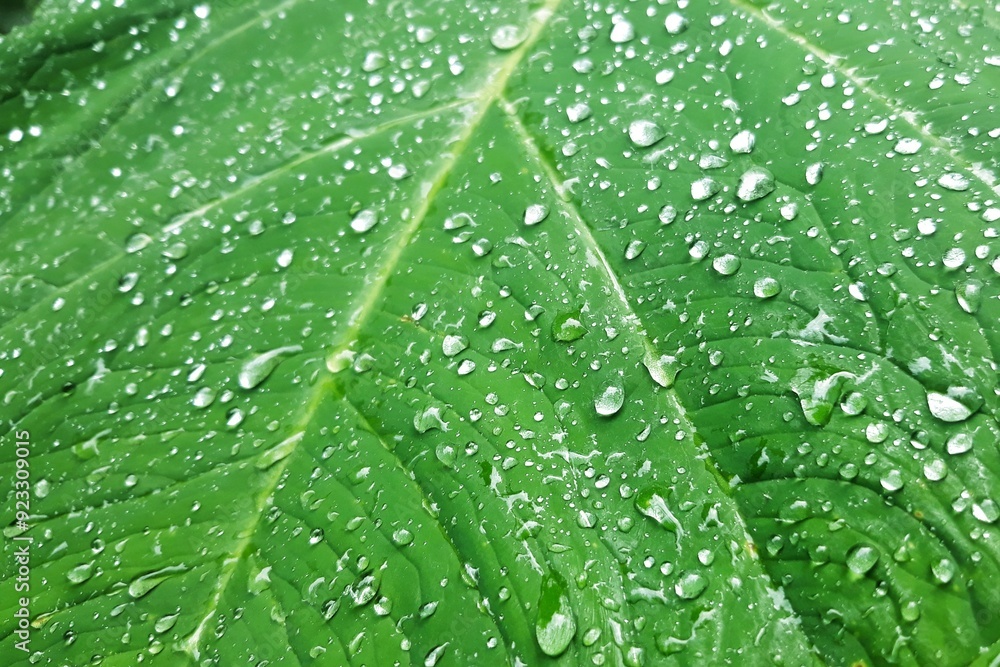water drop on green leaves. nature background texture water drop on green leaves. nature background texture