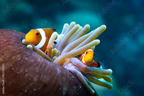 Photography Beautiful sea anemone with 2 cute clownfish in rare ball shape on tropical coral