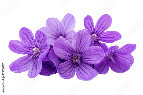 purple flowers with green leaves