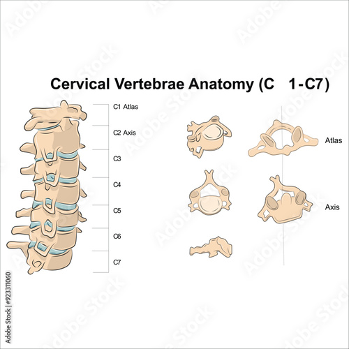 Cervical vertebrae anatomy