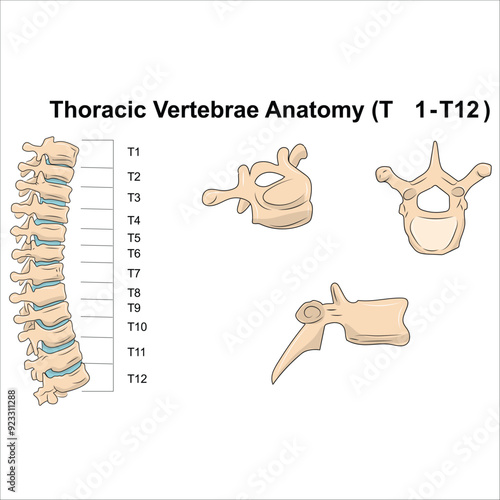 Thoracic Vertebrae Anatomy