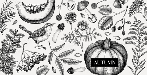 Hand-drawn autumn background. Fall leaves, pumpkins, berries, mushrooms sketches. Vintage botanical banner design. Vector illustration NOT AI generated