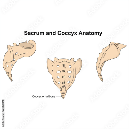 Slika na platnu sacrum and coccyx anatomy