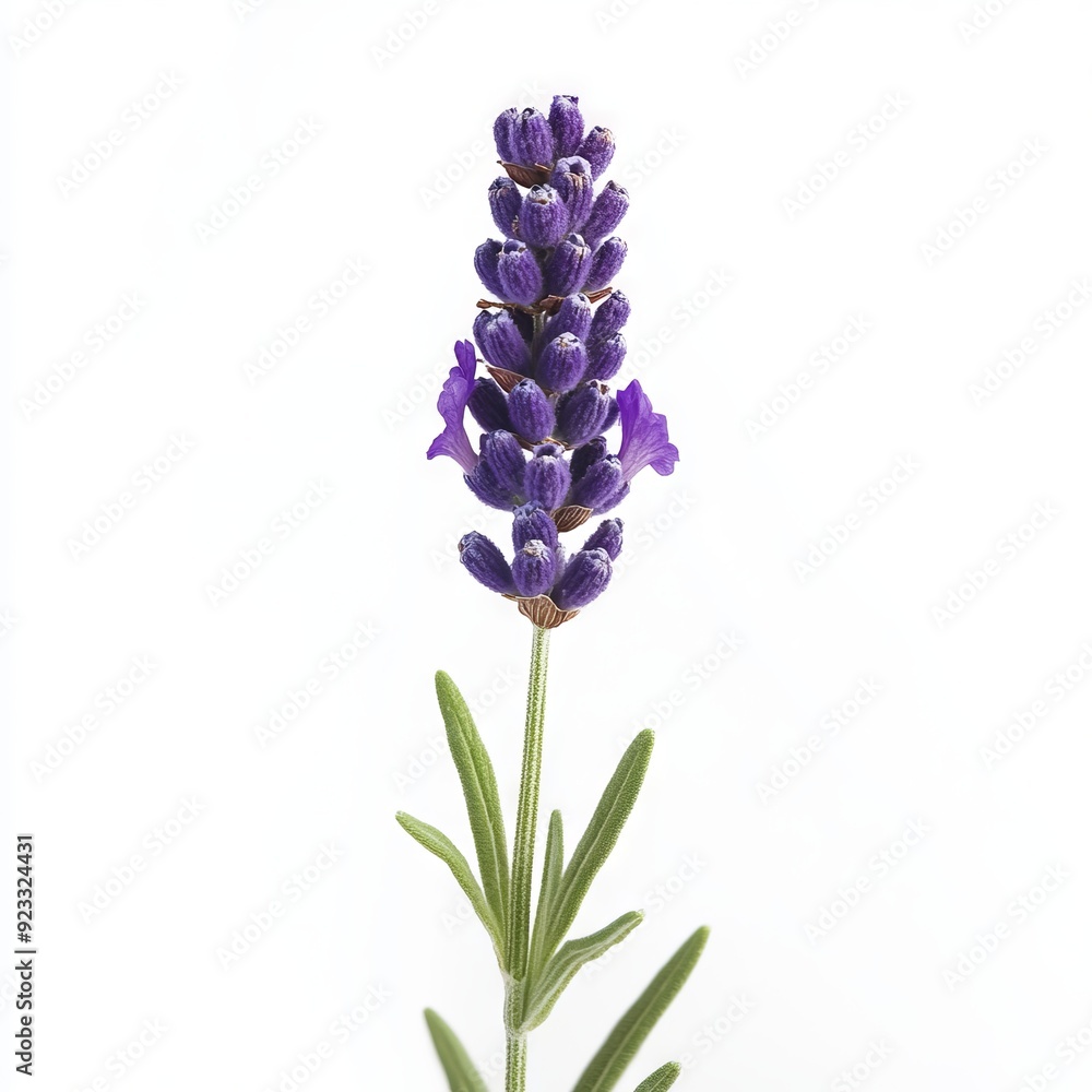 Naklejka premium Close up of beautiful lavender flower on an isolated white background