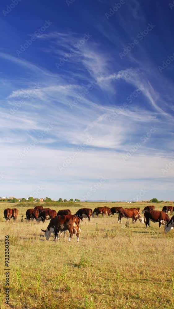 This idyllic rural setting reflects the simple beauty of nature and the quiet harmony of farm life, where the cows move leisurely, enjoying their day in the sun. This idyllic rural setting reflects the simple beauty of nature and the quiet harmony of farm life, where the cows move leisurely, enjoying their day in the sun.