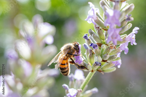 bee on flower