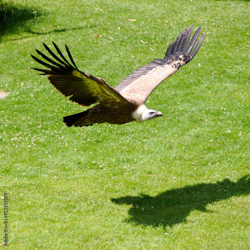 Close-up of profile griffon vulture (Gyps fulvus) in flight above the grass