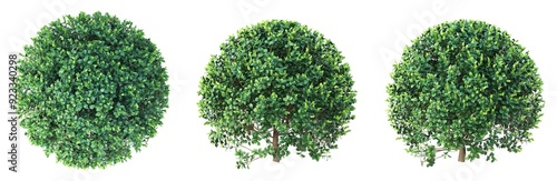Photos boxwood sphere hedges front view, top view, side view isolated on white backgrou