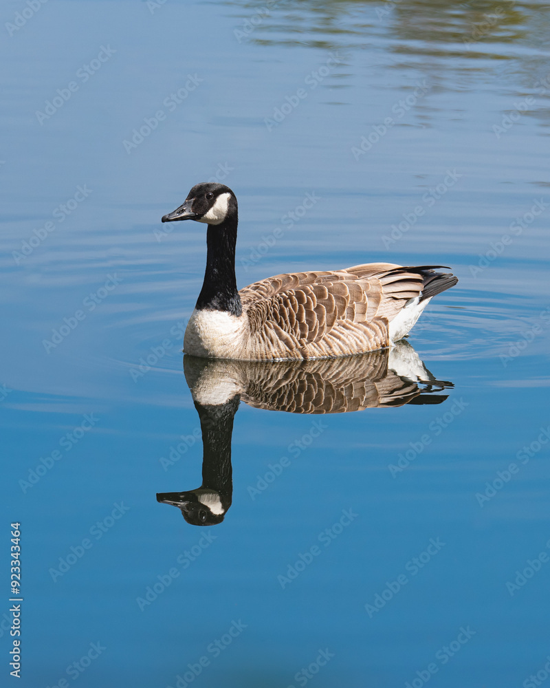 Canada goose swimming in calm lake water. Wild water bird mirror reflection Canada goose swimming in calm lake water. Wild water bird mirror reflection