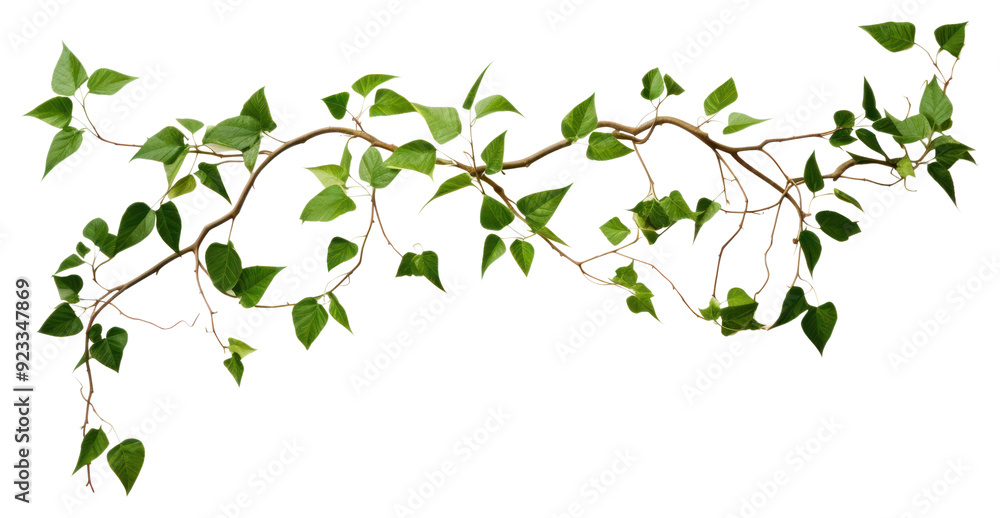 PNG Plant leaf freshness branch. PNG Plant leaf freshness branch.