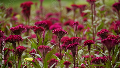 Close-up of Celosia cristata flower blooming photo