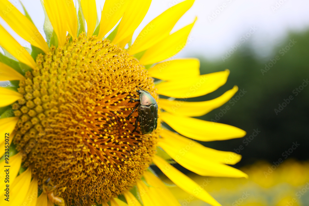 Naklejka premium close up of sunflower flower and bugs