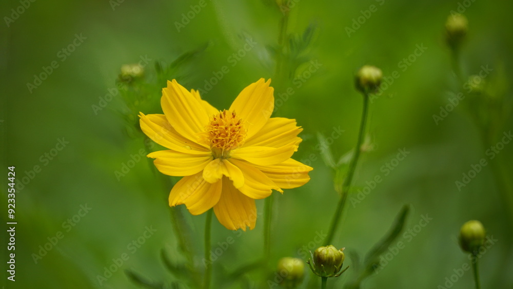 Close-up of Cosmos bipinnatus flower blooming
