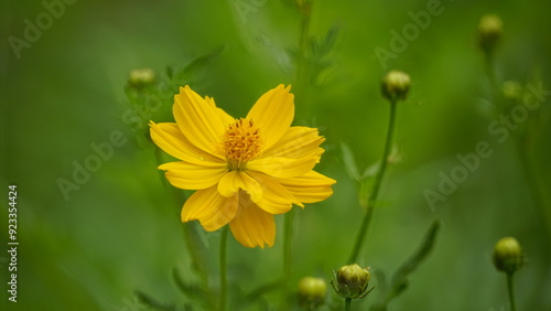 Close-up of Cosmos bipinnatus flower blooming photo