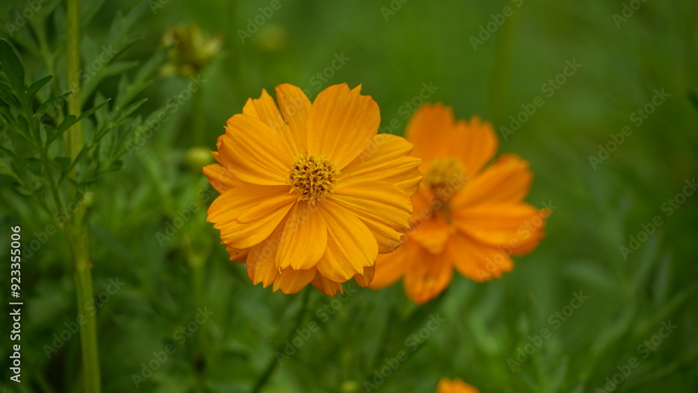 Close-up of Cosmos bipinnatus flower blooming Close-up of Cosmos bipinnatus flower blooming