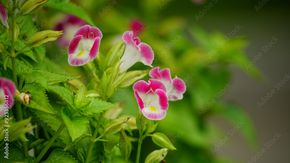 Close-up of Torenia fournieri flowers blooming Close-up of Torenia fournieri flowers blooming