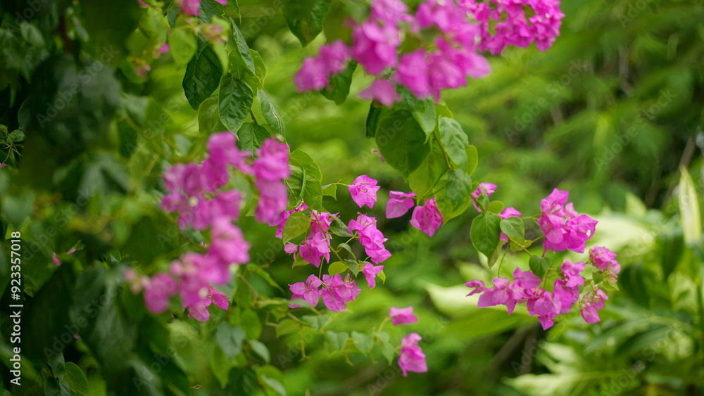 Close-up of blooming bougainvillea Close-up of blooming bougainvillea