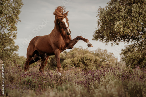 Konstfotografi horse running in the field
