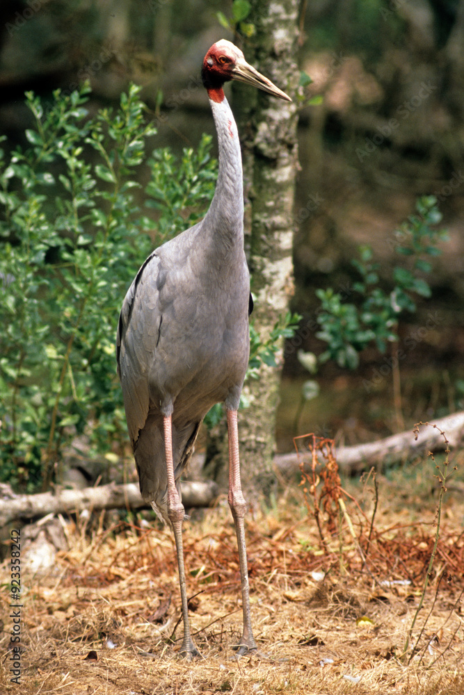 Fototapeta premium Grue antigone,.Antigone antigone, Sarus Crane, Inde