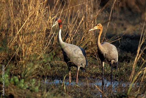 Grue antigone,.Antigone antigone, Sarus Crane, Inde photo