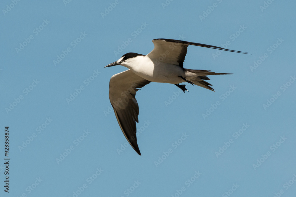 Sterne fuligineuse, Onychoprion fuscatus, Ile Ascension, Atlantique Sud, territoire britannique d'outre mer Sterne fuligineuse, Onychoprion fuscatus, Ile Ascension, Atlantique Sud, territoire britannique d'outre mer