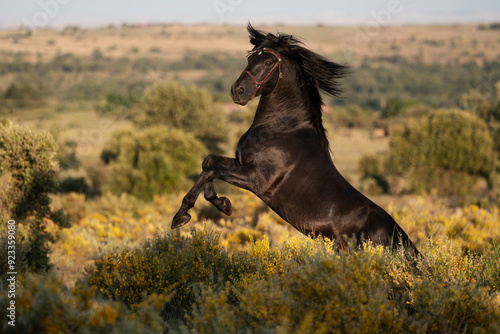 Obraz na płótnie lusitano horse running in the field
