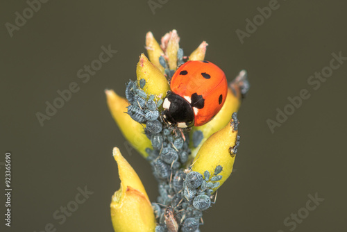 Sustainable biological control of pests, with Coccinella septempunctata, ladybug