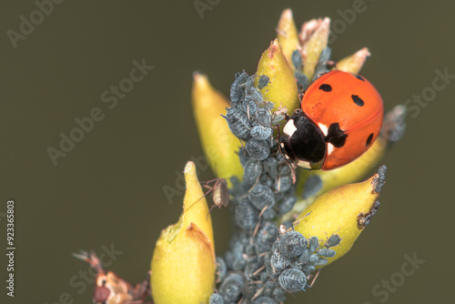 Sustainable biological control of pests, with Coccinella septempunctata, ladybug