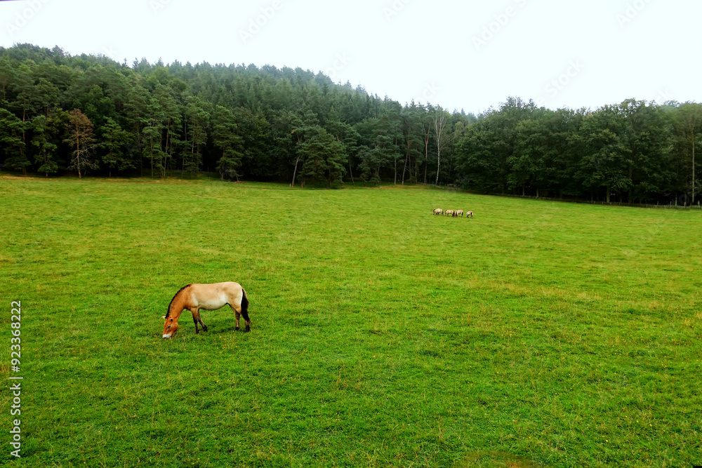 Przewalski's horse or Tarpan in the natural valley  of Han Grottes, Belgium near river Lesse