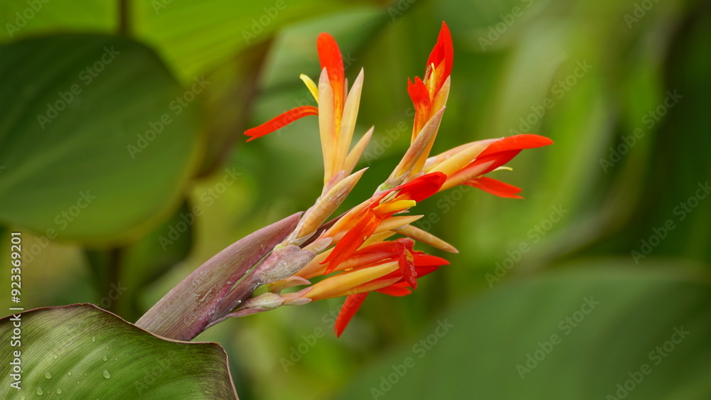 Close-up of Canna edulis Ker flower Close-up of Canna edulis Ker flower
