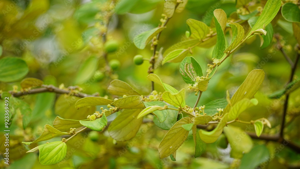 Close-up of Ziziphus mauritiana in bloom Close-up of Ziziphus mauritiana in bloom