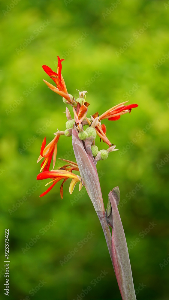 Close-up of Canna edulis Ker flower Close-up of Canna edulis Ker flower