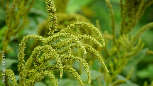 Close-up of Amaranthus spinosus flower photo