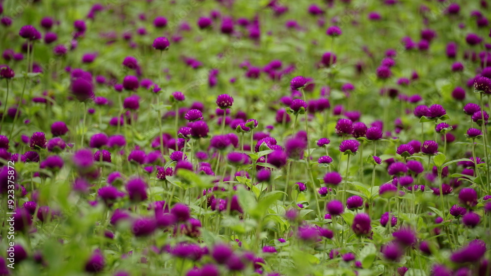 Gomphrena globosa flowers bloom in the field Gomphrena globosa flowers bloom in the field