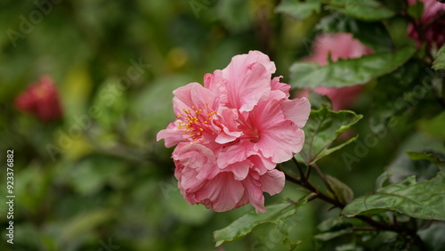 Close-up of blooming hibiscus