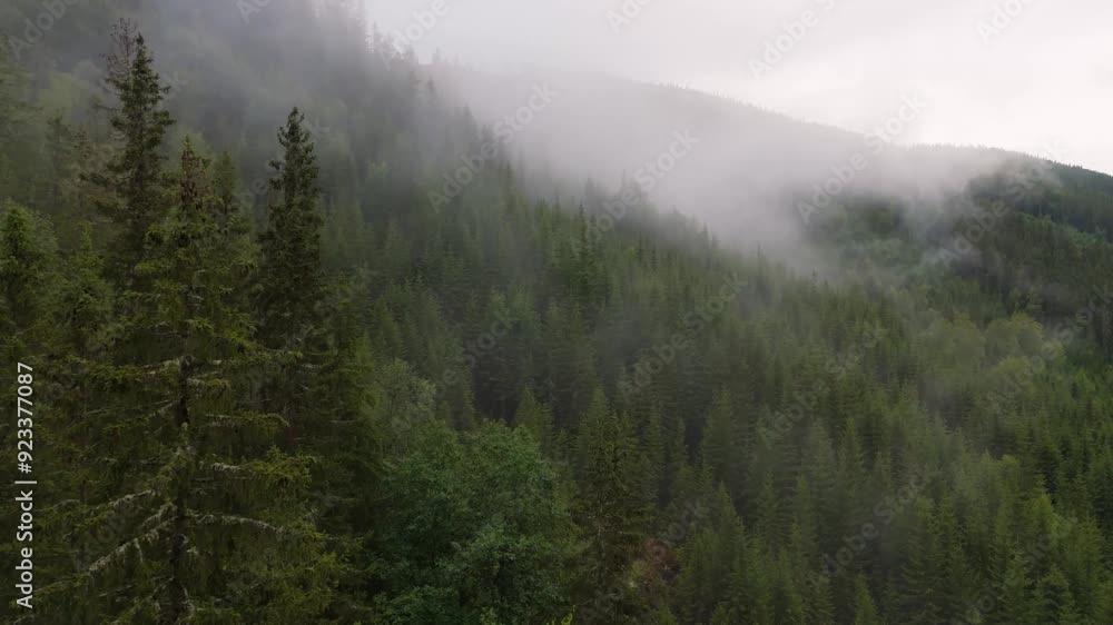 Aerial view of early morning fog moving over a green coniferous forest on a hillside Aerial view of early morning fog moving over a green coniferous forest on a hillside